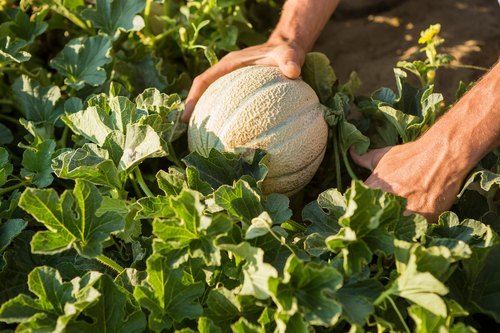 Hybrid Vegetable Seeds For Green Pumpkin