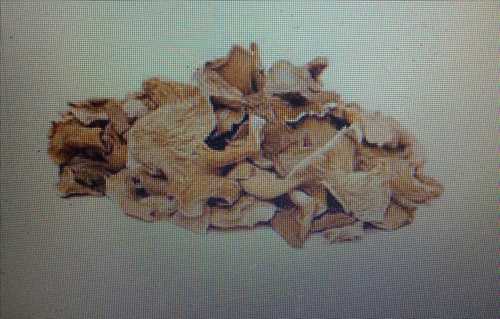 Light Yellow Common Natural Dried Oyster Mushroom