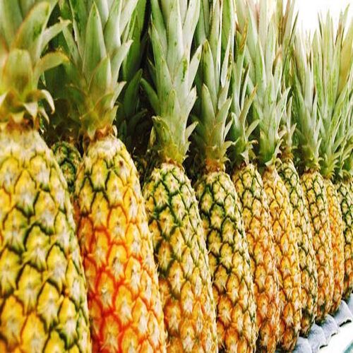 Organic Natural and Healthy Sweet Fresh Pineapple