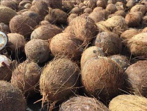 Natural Cultivation Brown Fresh Coconut