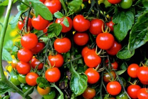 Round Premium Red Color Tomatoes