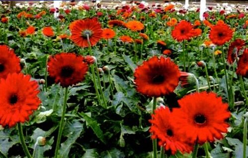 Red Color Gerbera Flower