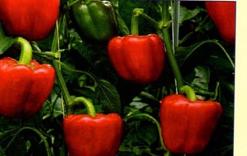 Red Color Premium Capsicum