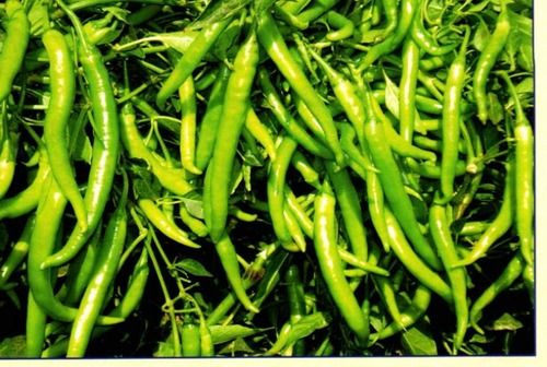 Spicy Premium Green Chilly