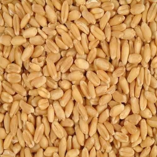 Best Quality Hygienic Wheat Seeds