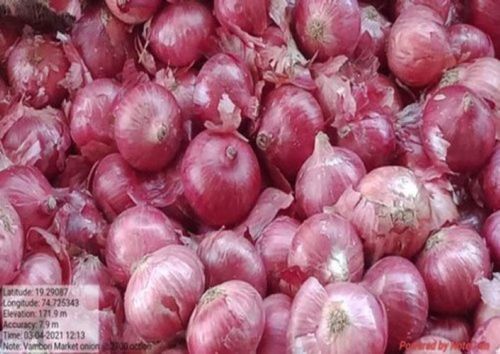 Fresh A Grade Red Onion