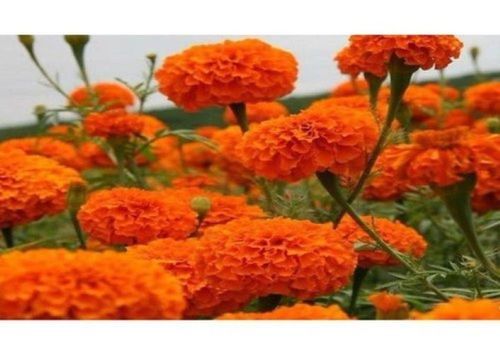 Fresh Orange Color Marigold Flower