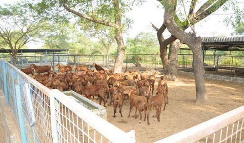 Goat Farming Service By DANAMMADEVI ENTERPRISE PVT LTD