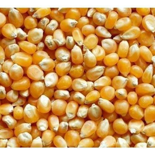 Yellow Healthy And Hygienic Good Quality Maize Seeds