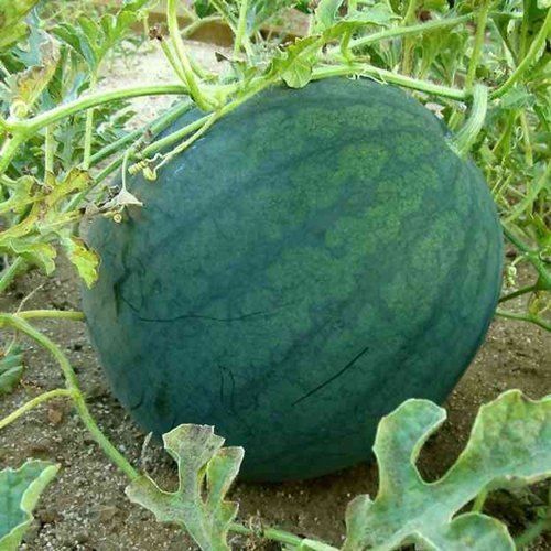 Green Organic A Grade Namdhari Watermelon