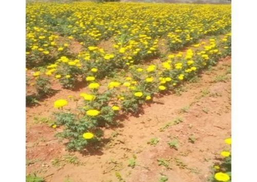 Yellow Marigold Flower For Decoration Shelf Life: 5 Days