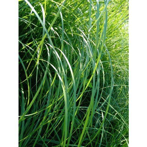 A Grade Green Garden Grass For Decoration