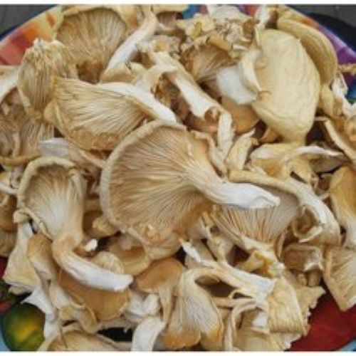 White A Grade Premium Organic Dry Mushroom