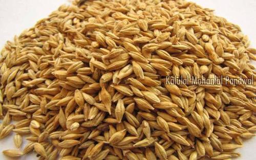 Dried Natural and Healthy Hulled Barley Seeds