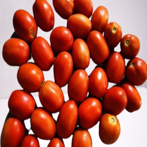 Round & Oval Energy 17.69 Calories Per 100 G Fresh Red Tomato