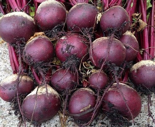 F1 Purple Beet Seeds Grade: First Grade