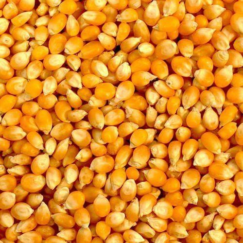 Golden High In Protein Yellow Color Corn