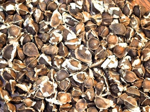 Organic Highly Pure Moringa Seed