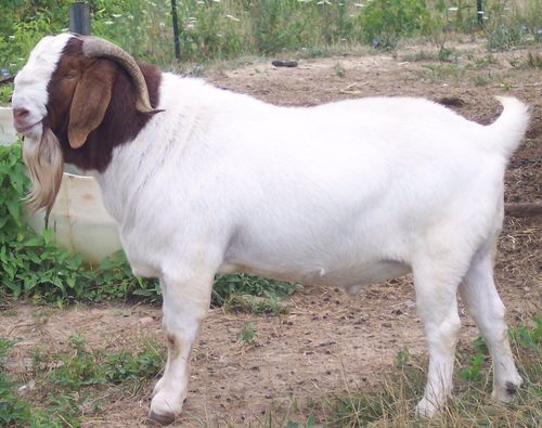 Livestock Boer Goat For Rich Milk Production