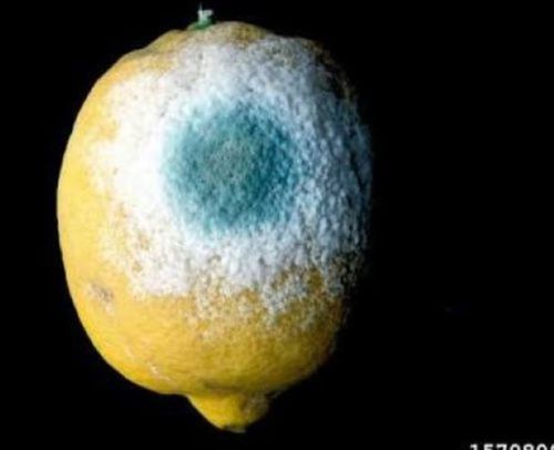 Organic A Grade Fungi Kaji Lemon