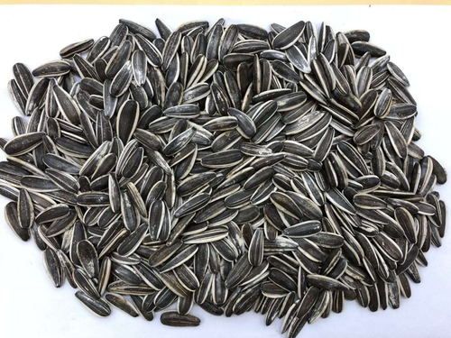 Raw Sunflower Seeds - Common Grade AA, Natural Black Color | 20/25/50kg Woven PP Bag, ISO Certified, Sugar Content 14-17%