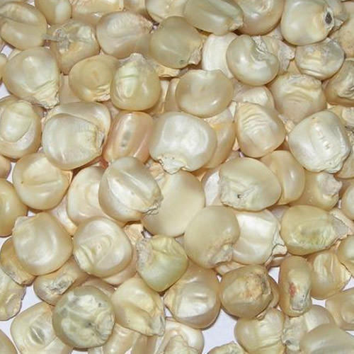 FSSAI Certified Natural and Healthy White Corn Seeds