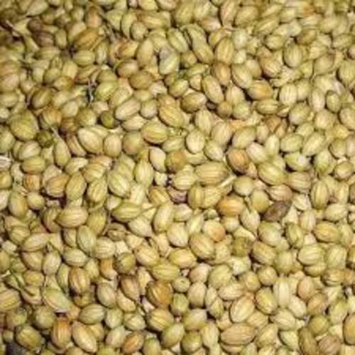 Highly Pure Coriander Seeds (Dhania)