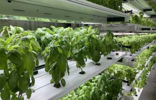 Hydroponic System In Ludhiana, Punjab At Best Price  Hydroponic System  Manufacturers, Suppliers In Ludhiana