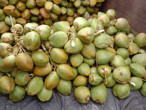 Indian Origin Green Fresh Tender Coconut