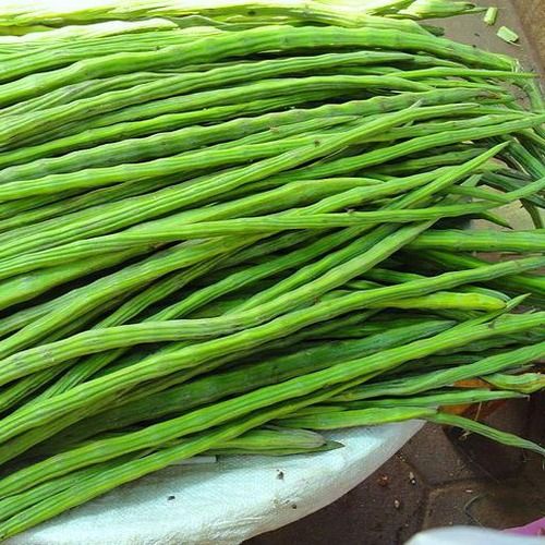 Naturally Cultivated Big Size Fresh Multi Vitamin Rich Green Drumsticks