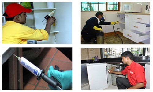 Pest Control Gel Treatment Service By Indian Pest Control Company