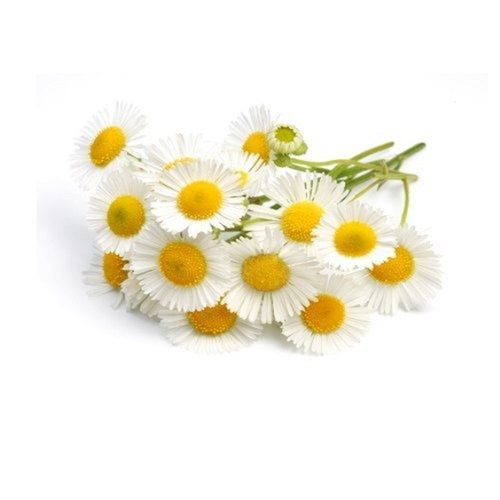 Pure Good Quality Chamomile Roman Essential Oil