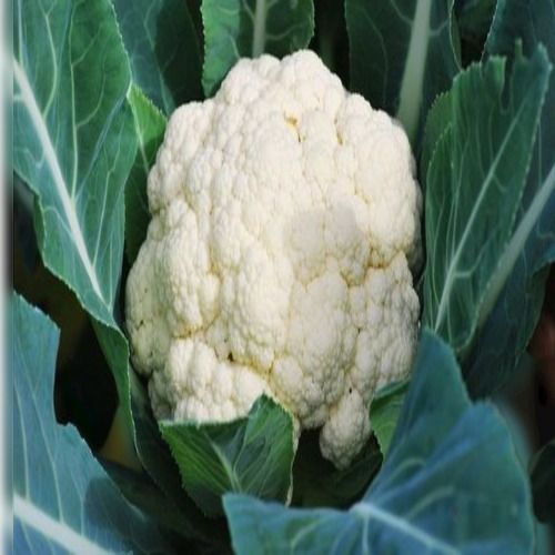 Vitamins Enriched Organic Whole Green Fresh A Grade Quality Cauliflower