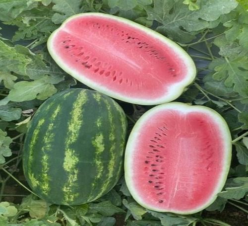 Naturally Cultivated Big Size Most Sweeter And Tasty Fresh And Juicy A Grade Water Melons