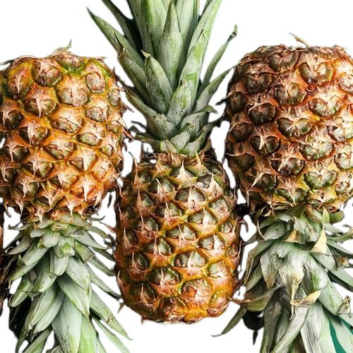 Organic Naturally Produced A Grade Fresh Pineapple Loaded With Nutrients And Multivitamins