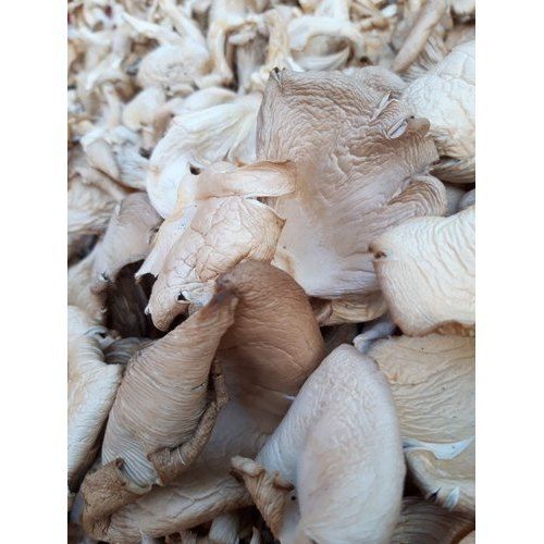 Forest Dry Oyster Mushroom