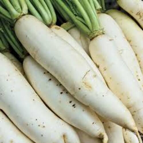 Good for Healthy No Pesticides Natural Fresh White Radish