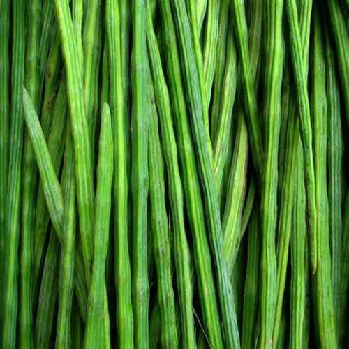 Healthy and Natural Taste Green Fresh Drumstick