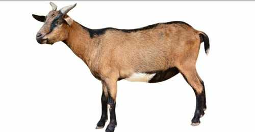 High Breed Sirohi Goat