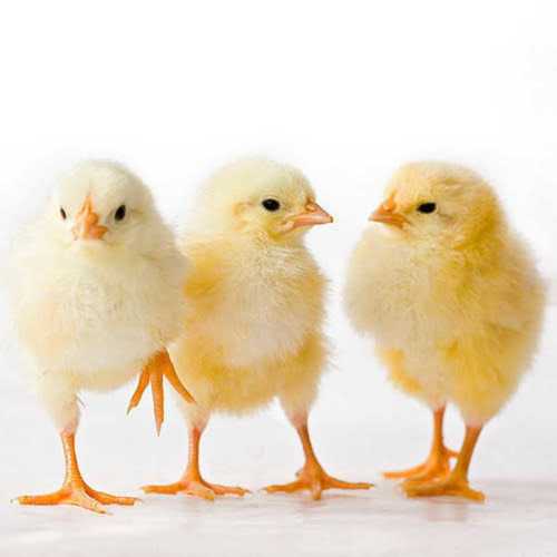 Male and Female Live Chicks