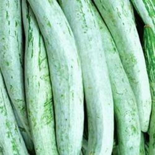 No Preservatives No Pesticides Natural Green Fresh Snake Gourd