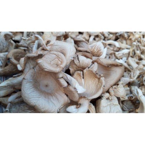 Organic Blend Mushroom Spawn