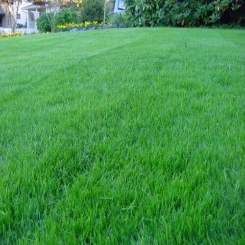 Superior Quality Naturally Fresh Green Mexican Grass For Garden Cum Lawn Natural Decoration
