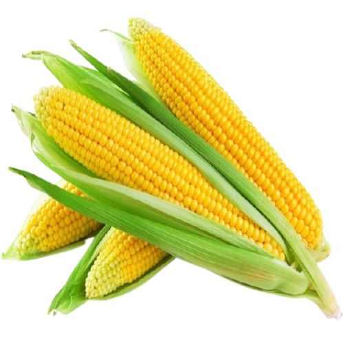 Superior Grade Naturally Cultivated Long Size Milky Fresh A Grade Whole Yellow Maize