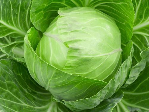 Vitamin B-6 5% Calcium 4% Vitamin C 60% Organic Natural and Healthy Green Fresh Cabbage
