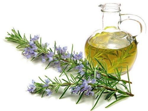 Hygienic And Good Quality Rosemary Essential Oil Age Group: Old Age