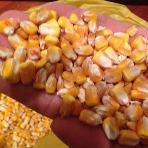 Rich In High Quality Vitamins Pure Natural Bags Organic Sweet Dry Baby Corn Yellow Maize Corn Grit