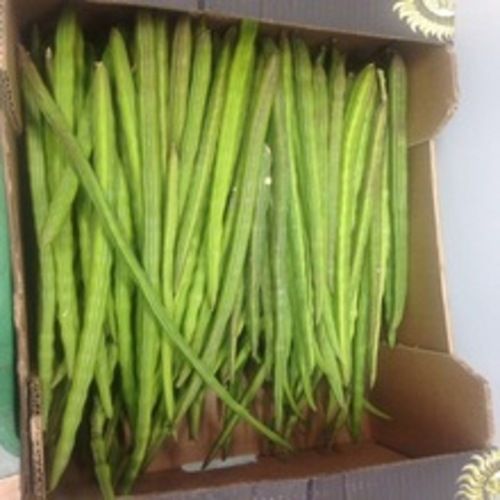 Size (cm) 60cm Natural and Healthy Fresh Green Drumstick Packed in Carton Box