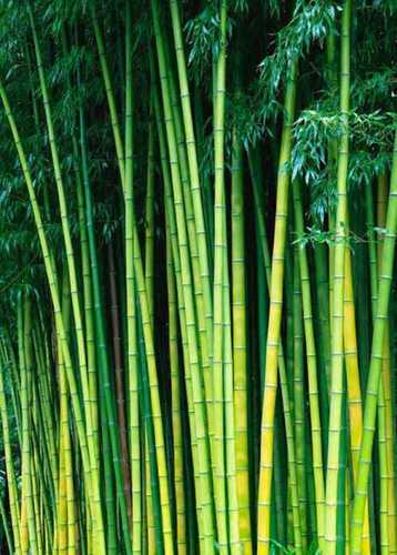 Green Well Watered Bamboo Plant