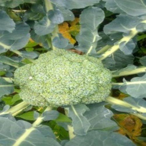 Apeda Certified Maturity 90% Natural and Healthy Fresh Green Broccoli
